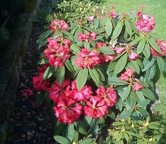 Sniezynka Penzion 3*